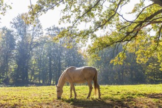 Horse on a pasture in autumn, Jutta-Park Grimma, Saxony, Germany