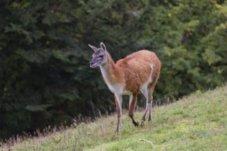 One male guanaco (Lama guanicoe) walks over a meadow on hilly ground