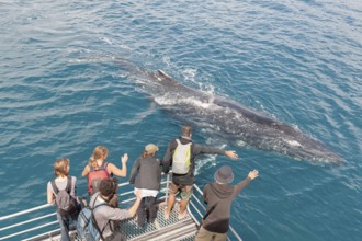 People on boat watching Humpback whale (Megaptera novaeangliae), Hervey Bay, Queensland, Australia