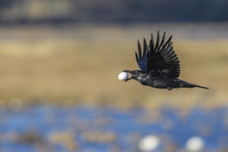 Northern Raven (Corvus corax) flying with goose egg in its beak, Lower Saxony, Germany