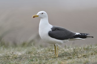 Gelbe Beine... Heringsmöwe *Larus fuscus* im Portrait