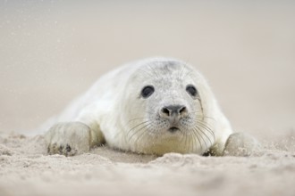 Grey seal (Halichoerus grypus), young animal crawls through the sand on the beach of Helgoland,