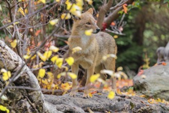 A golden jackal (Canis aureus) stands on a rotting tree lying on the ground between bushes and