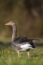 Greylag goose (Anser anser) standing on a meadow in spring, Bavaria, Germany