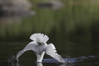 Mew Gull (Larus canus) flying, Sweden