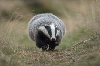 European badger (Meles meles) adult running on trail, North Rhine-Westphalia, Germany