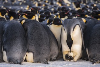 Emperor Penguin (Aptenodytes forsteri), Queen Maud Land, Antarctica