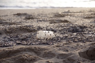 Plastic waste, pollution, Mediterranean Sea, Majorca, waste, A plastic cup washed up on the beach