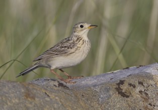 Sprague's Pipit (Anthus spragueii), Montana, USA