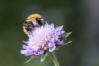 Light-coloured bumblebee (Bombus lucorum) on field widow flower (Knautia arvensis), Emsland, Lower