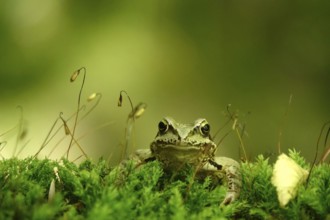 Grass frog (Rana temporaria), June, Saxony, Germany