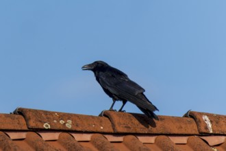 A black crow sitting on a red tiled roof under a blue sky, Raven crow (Corvus corone) wildlife,