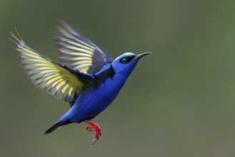 Red-legged Honeycreeper (Cyanerpes cyaneus) flying in Costa Rica