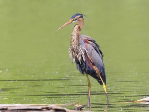 Purple heron (Ardea purpurea), standing attentively on a branch in the water, wildlife, birds,