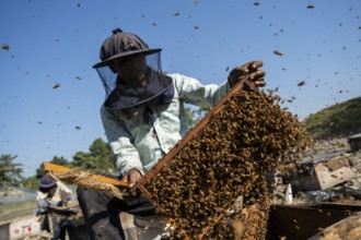 Beekeeper pulls honeycombs out of beehives to extract honey in a honey production unit near a