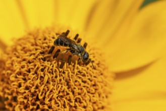 Wild bee (Osmia bicolor) collects pollen from a yellow flower, macro photograph, Ternitz, Lower