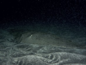 Butterfly ray (Gymnura altavela) resting on the sandy bottom at night, Playa dive site, Los