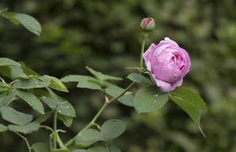 Rose (Rosa sp.) with raindrops, North Rhine-Westphalia, Germany