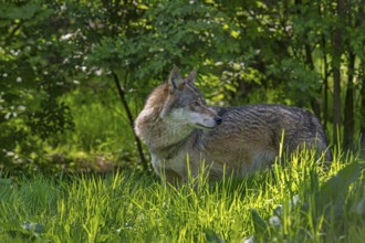 Eurasian wolf, European grey wolf (Canis lupus lupus) looking backward in thicket, underbrush at
