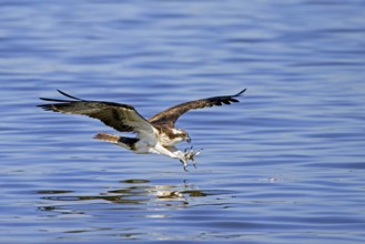 Western osprey (Pandion haliaetus) in flight, diving with feet stretched forward and open claws to
