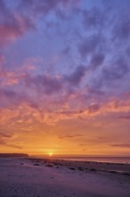 Colorful sunset on the beach with Grey seal (Halichoerus grypus) lying lying on it, Düne,