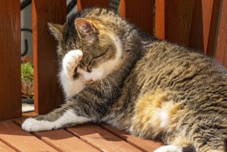 Felidae (Felis catus) lying relaxed on a wooden bench and cleaning itself in the sunlight, Ternitz,