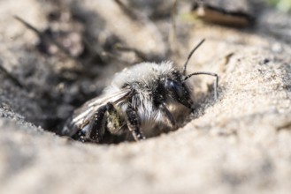 Ashy Mining Bee (Andrena cineraria), Emsland, Lower Saxony, Germany
