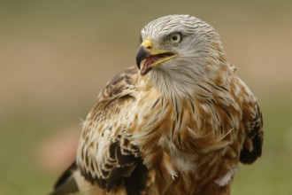 Red Kite (Milvus milvus), portrait, Castile and Leon, Spain