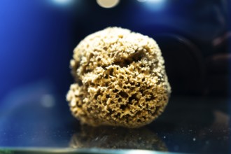 Close up of a dry, porous natural sea sponge displayed on a glass surface against a vibrant blue