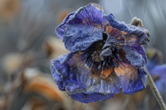 Purple withered dry flower. KI generiert, generiert, AI generated
