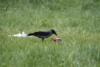 Crow and waste, Germany