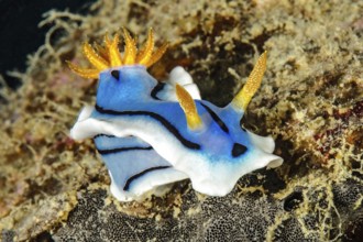 Nudibranch Dianas Chromodoris (Chromodoris dianae) Magnificent star slug Nudibranch, Pacific, Yap