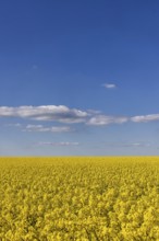 Rape field in bloom against a blue sky with clouds. Landscape near Dornstadt Baden-Württemberg,
