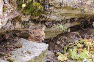 A golden jackal (Canis aureus) rests behind a rock under a rotting tree