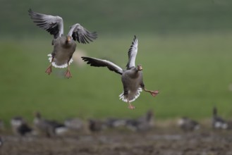 Greylag goose (Anser anser), Texel, Netherlands
