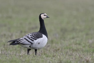 Sehr aufmerksam... Nonnengans *Branta leucopsis* auf den Wiesen am Niederrhein