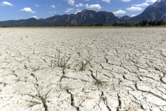 Cracked, dried out ground, waterless Forggensee in spring, behind it Tegelberg massif and Säuling,