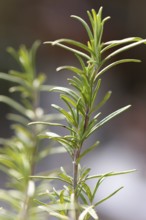 Close-up of green rosemary branch (Salvia rosmarinus) in the garden under natural light,