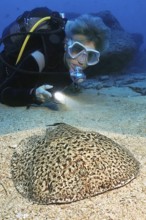 Diver Scuba diver observes illuminated at close range while scuba diving Electric marble trembling