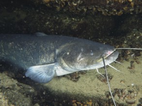 Large catfish (Silurus glanis), catfish, lying on the sandy underwater bottom next to mussels,