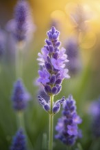 Detailed macro of a lavender flower (Lavandula angustifolia), showing the tiny purple buds and