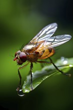 Close up of a fruit fly set against a blurred green foliage, AI generated