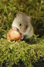 Old World Harvest Mouse (Micromys minutus) feeding on hazel nut, Germany