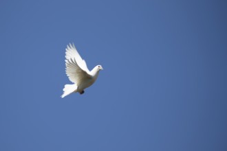White or Release dove (Columba livia domestica) adult bird flying against a blue sky, England,