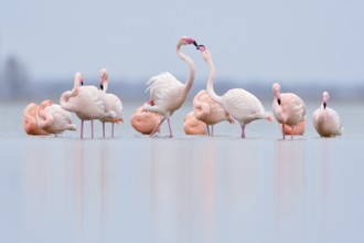 Pecking order... Flamingos (Phoenicopterus spec.) resting in the shallows of the IJsselmeer, pink
