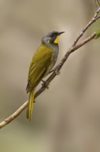 Yellow-throated Honeyeater (Nesoptilotis flavicollis), Tasmania, Australia