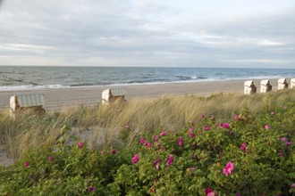 Potato rose (Rosa rugosa), beach chairs, Baltic Sea, Baltic seaside resort, Kühlungsborn, Rostock
