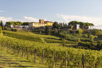 Luxury holiday home Villa Del Monte surrounded by vineyards and pine trees on a hill near San