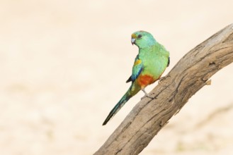 Mulga Parrot (Psephotellus varius) male perched on a branch, Queensland, Australia
