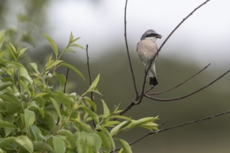 Red-backed shrike (Lanius collurio), Emsland, Lower Saxony, Germany